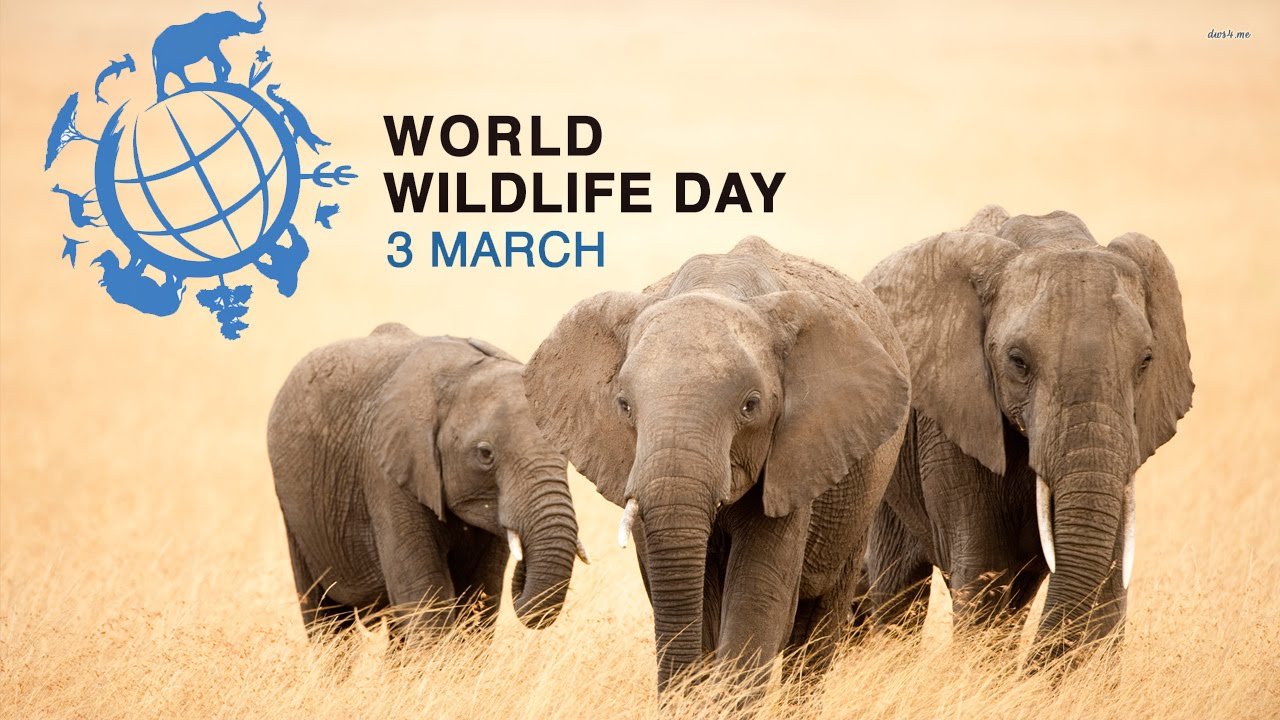 3rd March 2024 World Wildlife Day HD Photos